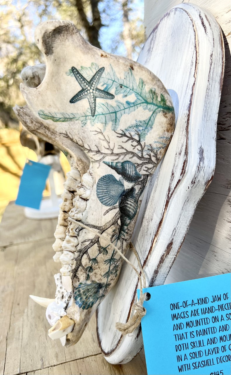 Decopauged Hog Jaw with Seashells