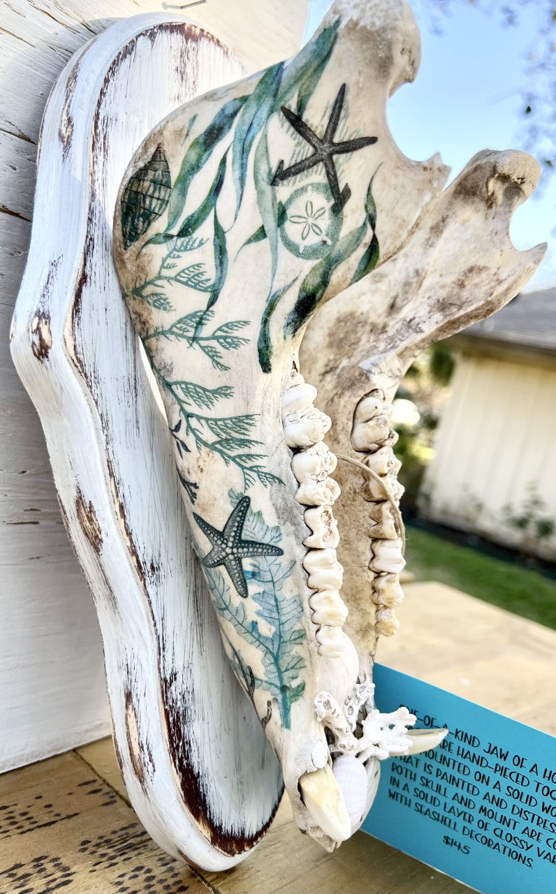 Decopauged Hog Jaw with Seashells
