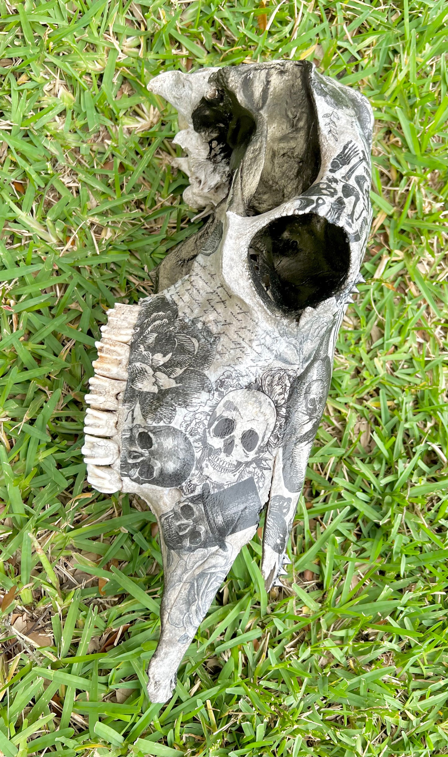 Large Cow Decopauge Skull