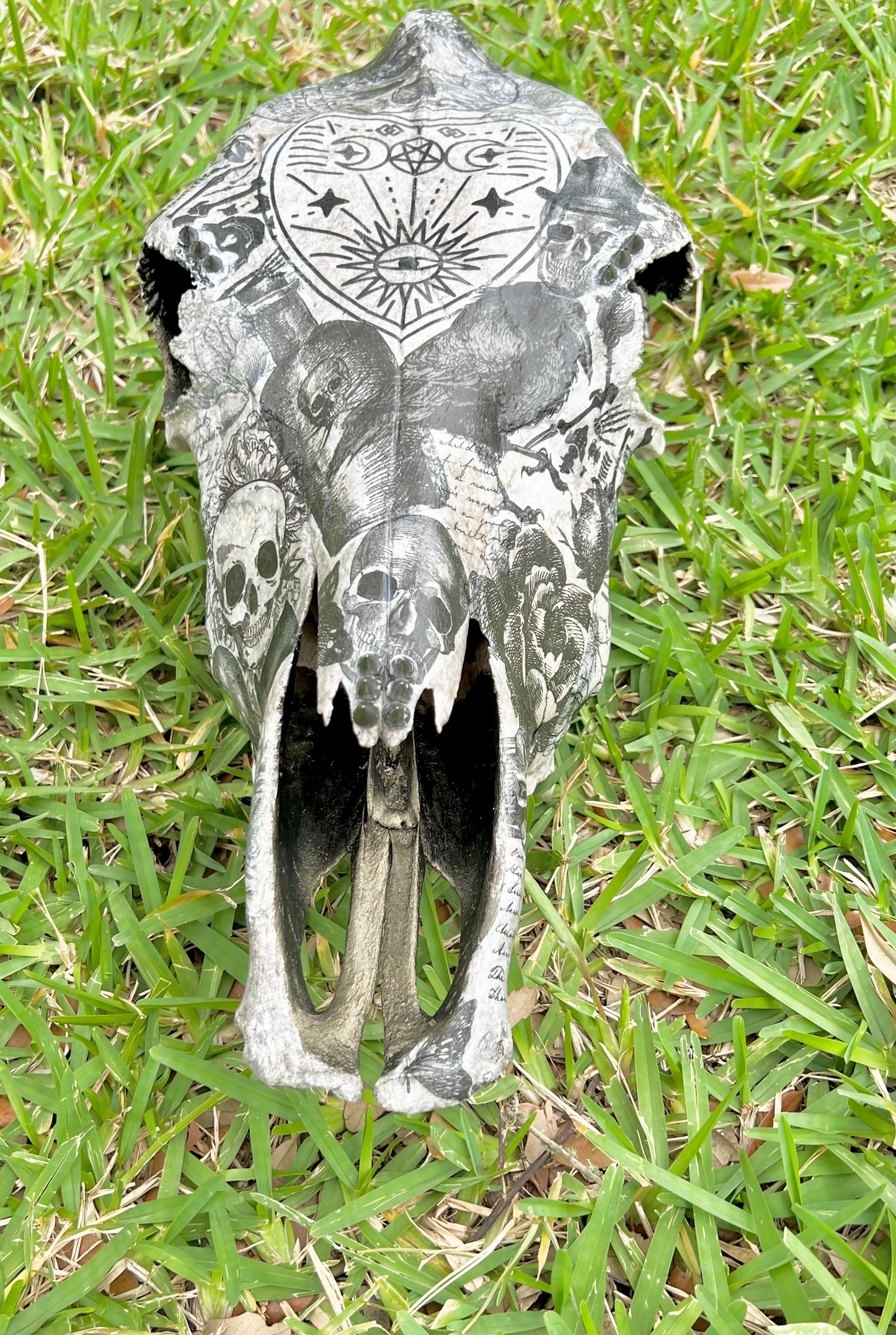 Large Cow Decopauge Skull