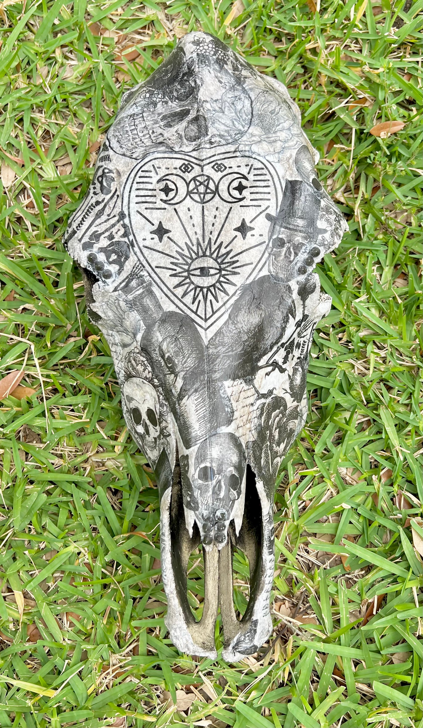 Large Cow Decopauge Skull